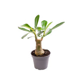 Adenium Obesum Desert Rose House Plant 6cm Pot