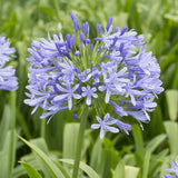 AGAPANTHUS umbellatus Blue Umbrella Perennial Plant