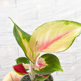 Aglaonema Red Dragon Chinese Evergreen House Plant 6cm Pot House Plant