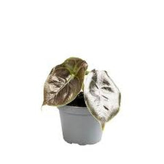 Alocasia Azlanii Elephant Ear House Plant 6cm Pot House Plant