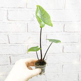 Alocasia Black Stem Zebrina Baby House Plant in 6cm Net