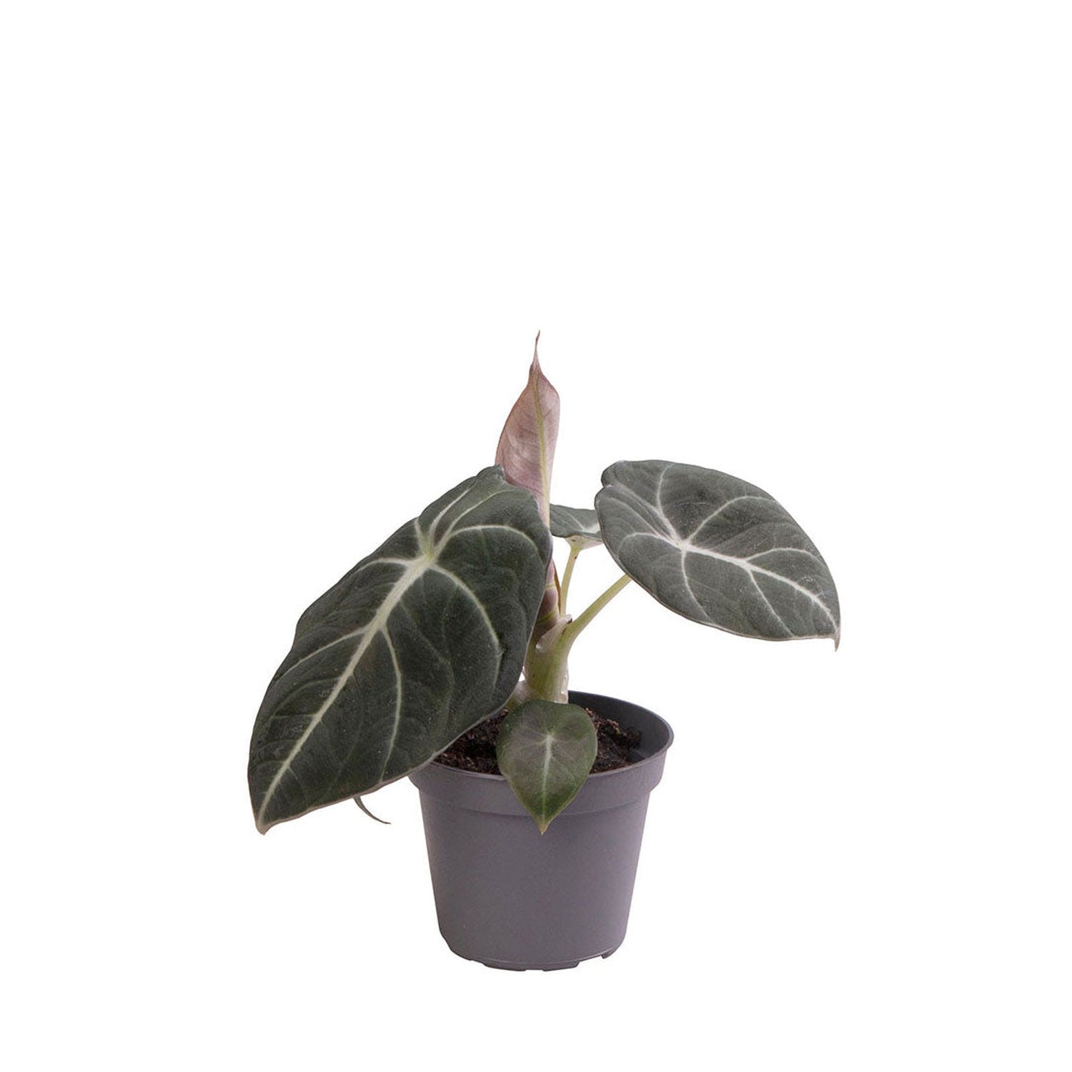 Alocasia Black Velvet Elephant Ear House Plant 6cm Pot Potted Houseplants