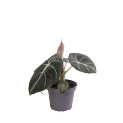 Alocasia Black Velvet Elephant Ear House Plant 6cm Pot Potted Houseplants