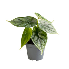 Alocasia Dragon Scale Elephant Ear House Plant 6cm Pot Potted Houseplants