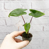 Alocasia Zebrina Baby House Plant in 6cm Net