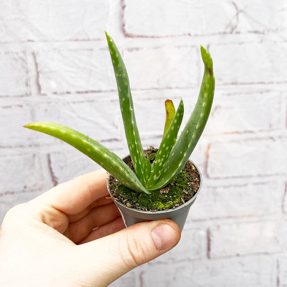 Aloe Vera 6cm Baby House Plant – Plants For All Seasons