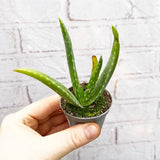 Aloe Vera 6cm Baby House Plant