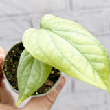 Amydrium Silver House Plant 6cm Pot House Plant