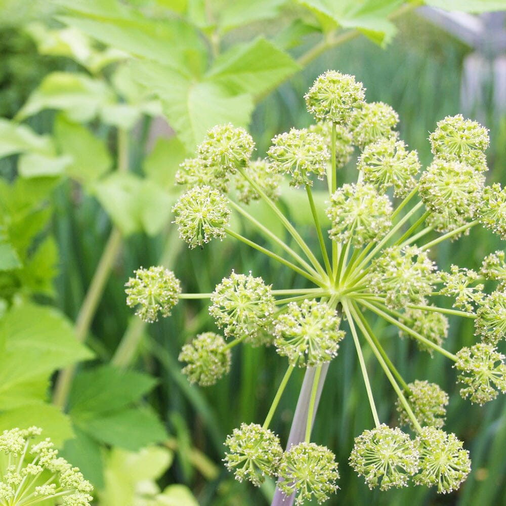 Angelica Archangelica Aquatic Pond Plant - Wild Celery Aquatic Plants