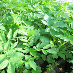 Angelica Archangelica Aquatic Pond Plant - Wild Celery Aquatic Plants