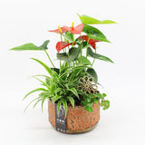 Anthurium Mix Creations 18cm Pot House Plant Accessories