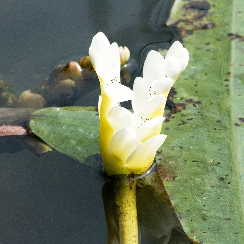 Aponogeton Distachyos Aquatic Pond Plant - Water Hawthorn Aquatic Plants