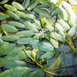 Aponogeton Distachyos Aquatic Pond Plant - Water Hawthorn Aquatic Plants