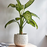 Arles Leaf Embossed White Planter 17cm Height 18cm Width Pots & Planters