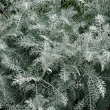 Artemisia Powis Castle  2L Perennial Plant