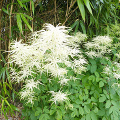 Aruncus Sylvester Aquatic Pond Plant - Goat's Beard Aquatic Plants