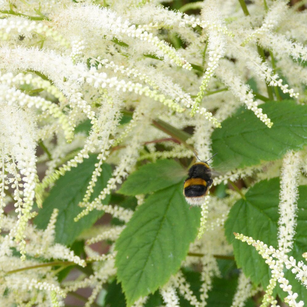 Aruncus Sylvester Aquatic Pond Plant - Goat's Beard Aquatic Plants