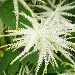 Aruncus Sylvester Aquatic Pond Plant - Goat's Beard Aquatic Plants