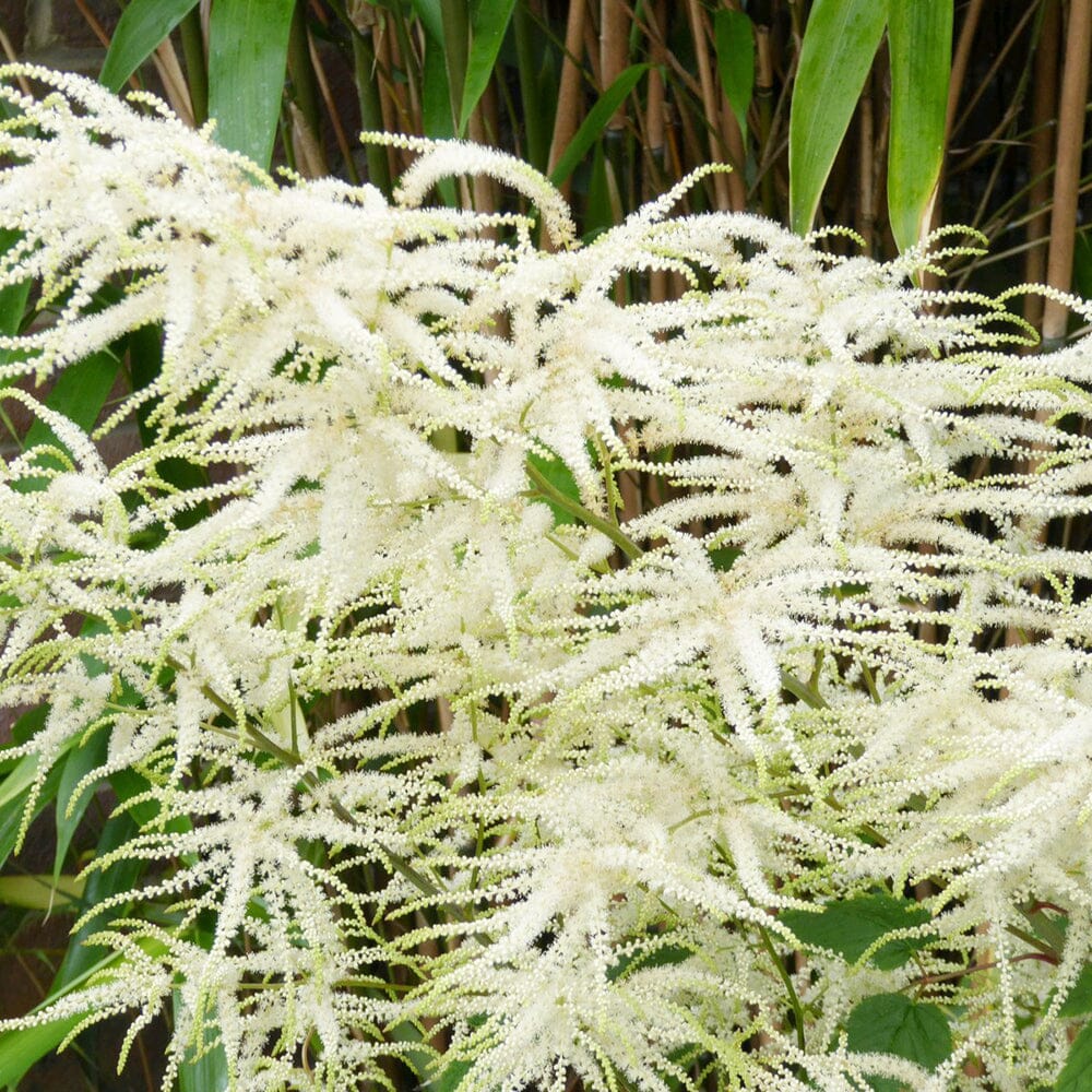 Aruncus Sylvester Aquatic Pond Plant - Goat's Beard Aquatic Plants