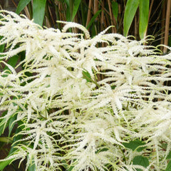 Aruncus Sylvester Aquatic Pond Plant - Goat's Beard Aquatic Plants