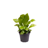 Asplenium Nidus Fern House Plant 6cm Pot