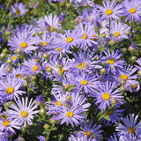 ASTER ager. Eleven Purple Perennial Plant