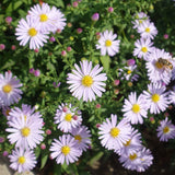 ASTER ager. Stardust Perennial Plant