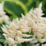 ASTILBE x arendsii White Perennial Plant