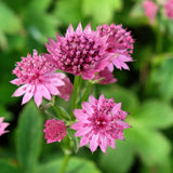 ASTRANTIA Pink Pride Perennial Plant