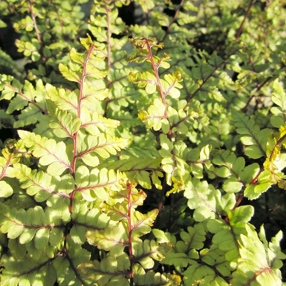 Athyrium Otophorum Var Okanum Aquatic Pond Plant - Eared Lady Fern Aquatic Plants