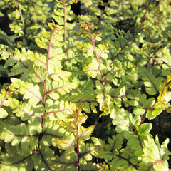 Athyrium Otophorum Var Okanum Aquatic Pond Plant - Eared Lady Fern Aquatic Plants
