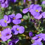 AUBRIETA Purple Cascade Perennial Plant