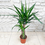 (B-Grade) 60 - 70cm Yucca Elephantipes 17cm Pot House Plant House Plant
