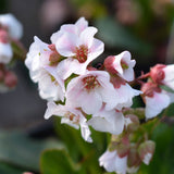 BERGENIA Apple Blossom Perennial Plant