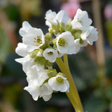 BERGENIA Bressingham White Perennial Plant