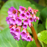 BERGENIA Rotblum Perennial Plant