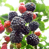 Blackberry Adrienne (Rubus fruticosus) Fruit Bush 3ltr Pot
