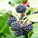 Blackberry Merton Thornless (Rubus Fruticosus) Fruit Bush 3ltr Pot