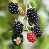 Blackberry Triple Crown (Rubus fruticosus) Fruit Bush 3ltr Pot