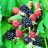 Blackberry Waldo (Rubus fruticosus) Fruit Bush 3ltr Pot Fruit