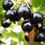 Blackcurrant Ben Alder (Ribes Nigrum) Fruit Bush 3ltr Pot Fruit