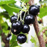 Blackcurrant Ben Connan (Ribes Nigrum) Fruit Bush 3ltr Pot Fruit