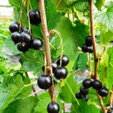 Blackcurrant Ben Hope (Ribes Nigrum) Fruit Bush 3ltr Pot