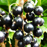 Blackcurrant Ben Lomond (Ribes Nigrum) Fruit Bush 3ltr Pot Fruit