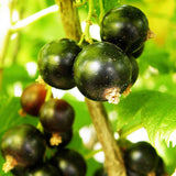 Blackcurrant Ben Sarek (Ribes Nigrum) Fruit Bush 3ltr Pot