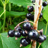 Blackcurrant Ben Tirran (Ribes Nigrum) Fruit Bush 3ltr Pot Fruit
