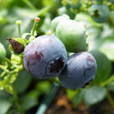 Blueberry Blue Crop (Vaccinium Corymbosum) Fruit Bush 3ltr Pot Fruit