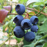 Blueberry Brigitta (Vaccinium Corymbosum) Fruit Bush 3ltr Pot Fruit