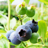 Blueberry Darrow (Vaccinium Corymbosum) Fruit Bush 3ltr Pot Fruit
