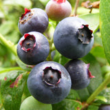 Blueberry Duke (Vaccinium Corymbosum) Fruit Bush 3ltr Pot